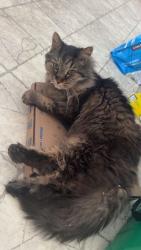 Lost Male Cat last seen rue david saint constant, Saint-Constant, QC J5A 1Y7