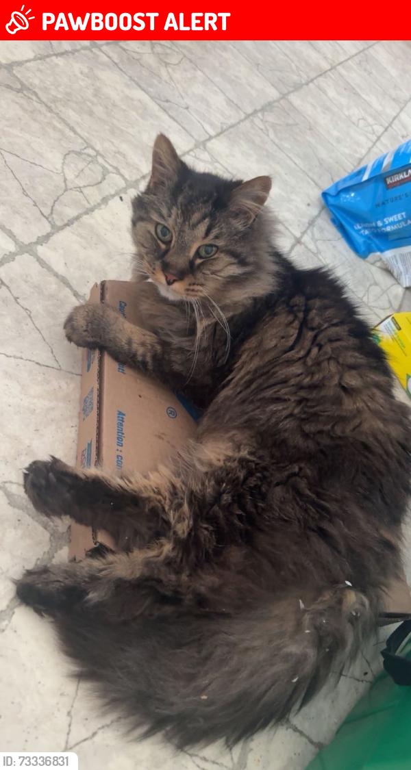 Lost Male Cat last seen rue david saint constant, Saint-Constant, QC J5A 1Y7