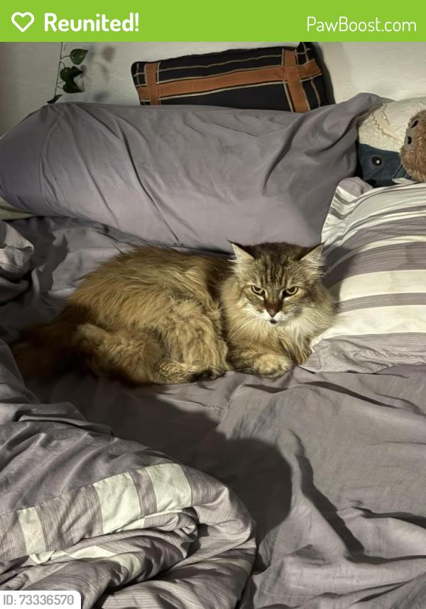 Reunited Female Cat last seen Last seen at home, San Jose, CA 95112