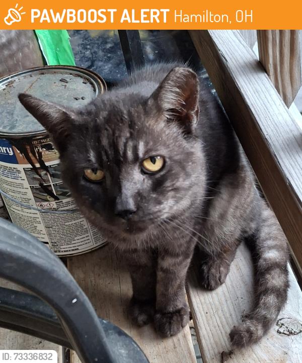 Found/Stray Unknown Cat last seen Plesant Avenue, Hamilton, OH 45015