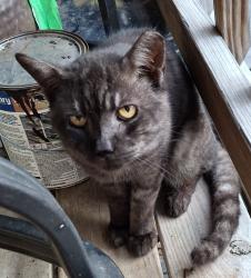 Found/Stray Unknown Cat last seen Plesant Avenue, Hamilton, OH 45015