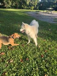 Reunited Male Dog last seen Richboro Newtown rd, Newtown, PA 18940