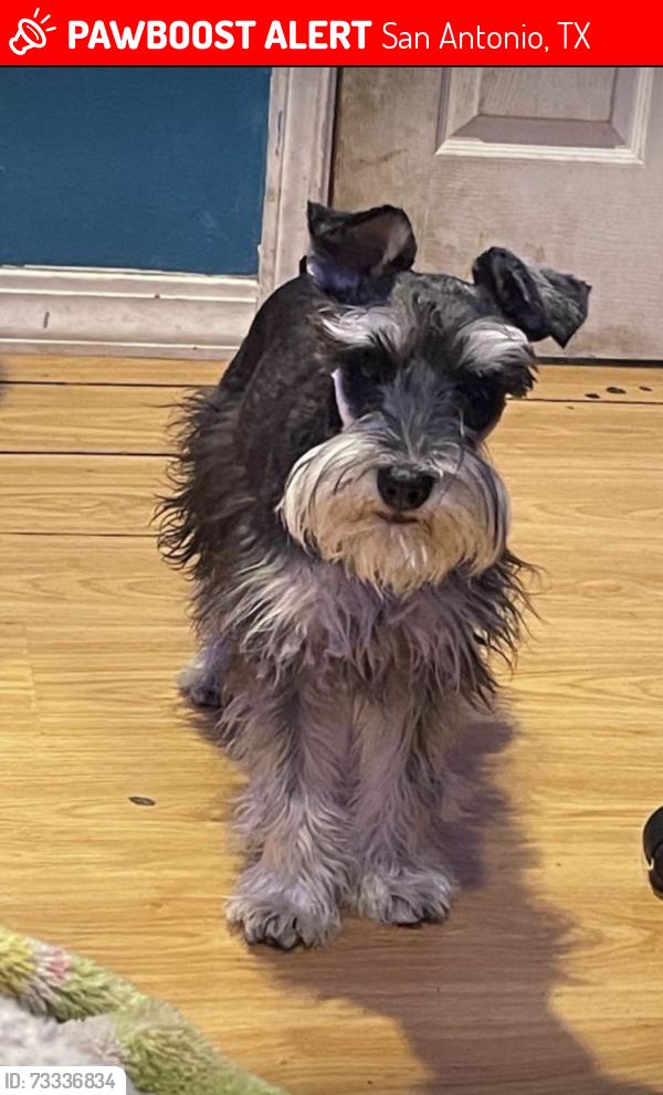Lost Male Dog last seen Ellison or Marbach rd, San Antonio, TX 78245