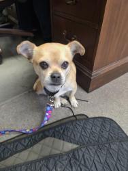 Found/Stray Male Dog last seen Park and El Dorado, Stockton, Stockton, CA 95202