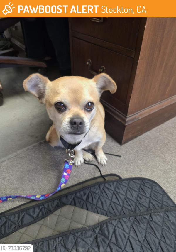Found/Stray Male Dog last seen Park and El Dorado, Stockton, Stockton, CA 95202