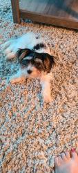 Reunited Male Dog last seen Picasso ave ne palm bay, Palm Bay, FL 32907