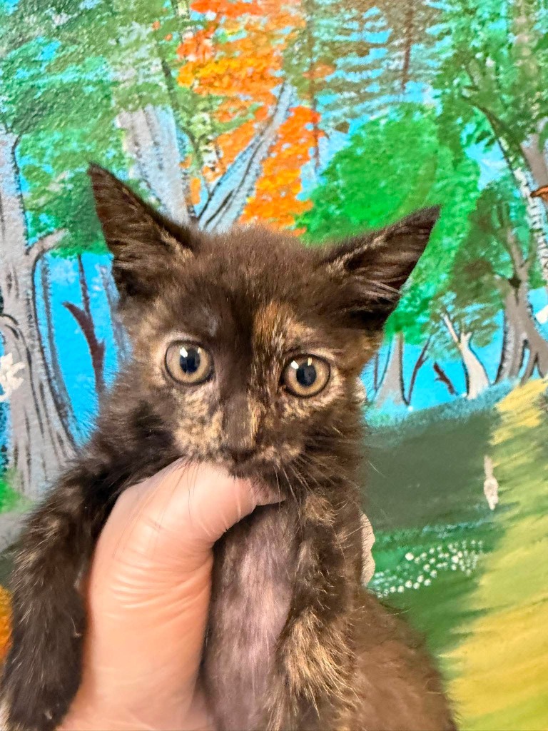 Shelter Stray Female Cat last seen Bexar County, 3353 Morningside Dr, New Braunfels, TX 78132, USA