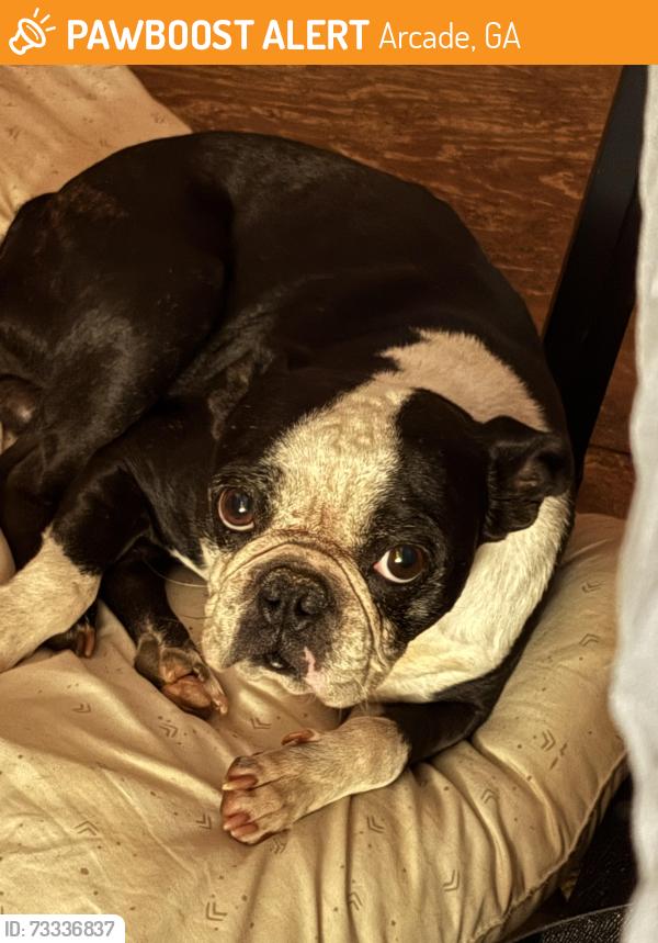 Found/Stray Male Dog last seen Trotters ridge, Arcade, GA 30549