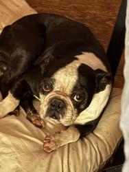 Found/Stray Male Dog last seen Trotters ridge, Arcade, GA 30549