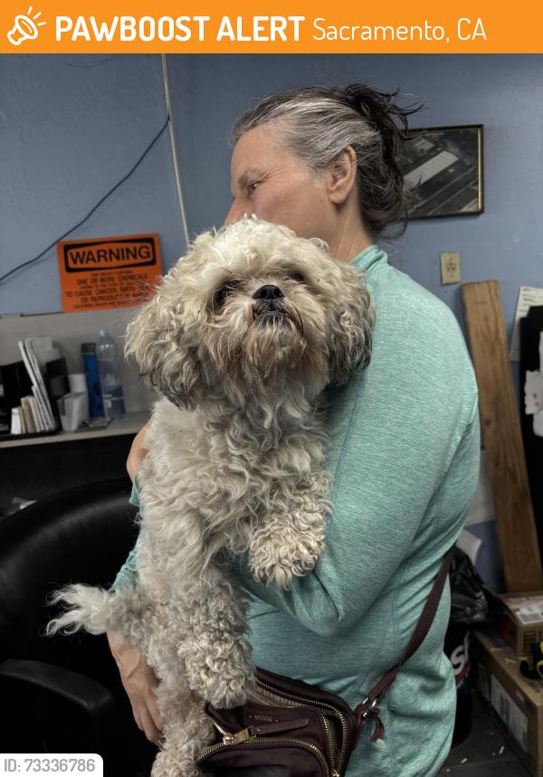 Found/Stray Unknown Dog last seen Howe and fair oaks, Arden-Arcade, CA 95825