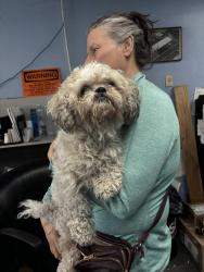 Found/Stray Unknown Dog last seen Howe and fair oaks, Arden-Arcade, CA 95825