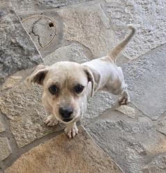 Found/Stray Male Dog last seen Clinton and Maroa, Fresno, CA 93704
