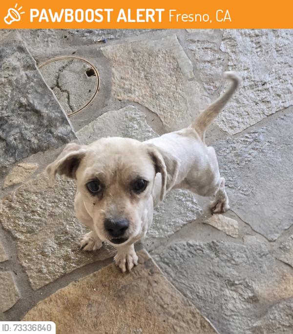 Found/Stray Male Dog last seen Clinton and Maroa, Fresno, CA 93704
