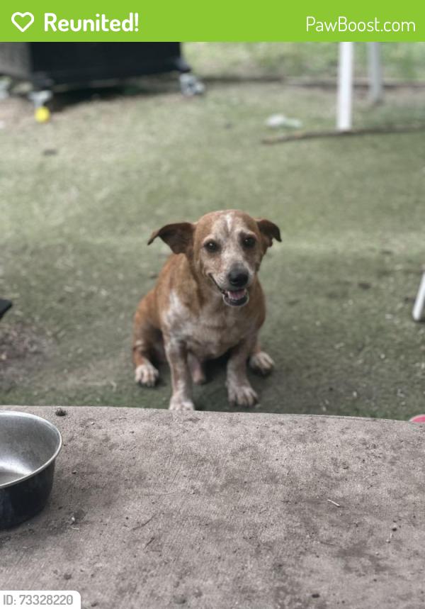 Reunited Male Dog last seen Near still hollow, San Antonio, TX 78244
