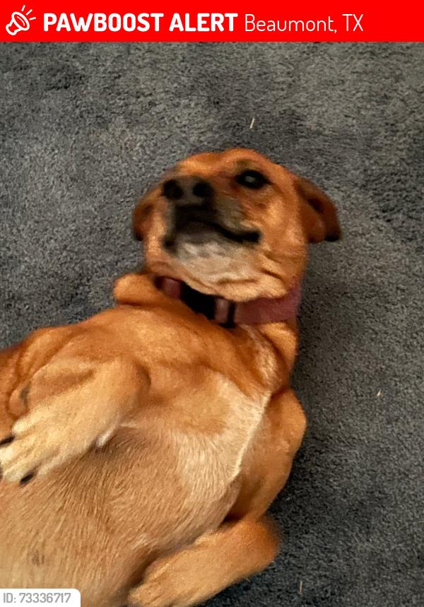 Lost Female Dog last seen Near emily ln, Beaumont, TX 77713