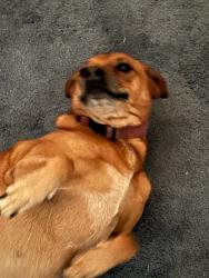 Lost Female Dog last seen Near emily ln, Beaumont, TX 77713