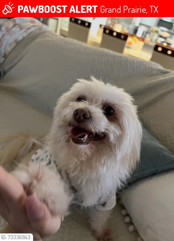 Lost Male Dog last seen Corn valley road , Beatty drive, Grand Prairie, TX 75052
