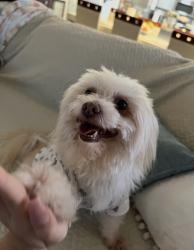 Lost Male Dog last seen Corn valley road , Beatty drive, Grand Prairie, TX 75052