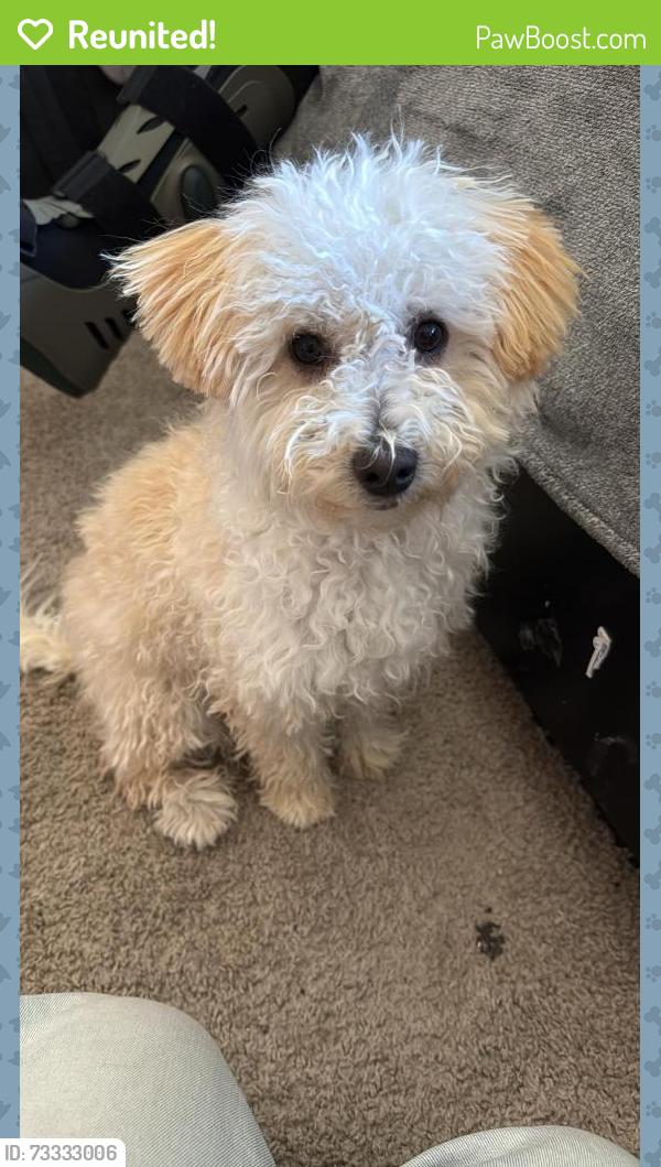 Reunited Male Dog last seen High school king city ca, King City, CA 93930