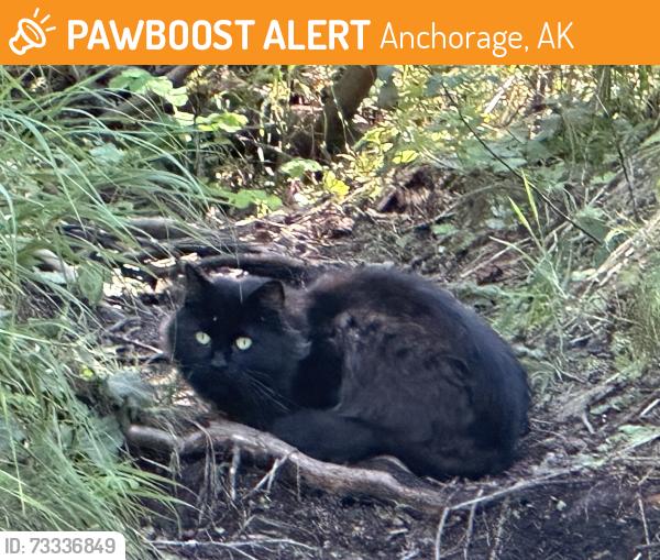 Found/Stray Unknown Cat last seen Winners Circle and campbell creek trail, Anchorage, AK 99518