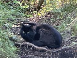 Found/Stray Unknown Cat last seen Winners Circle and campbell creek trail, Anchorage, AK 99518