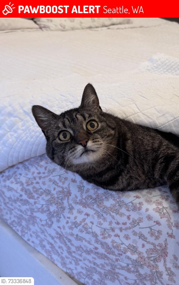 Lost Female Cat last seen 42nd and 82nd, Wedgwood, Seattle, WA 98115