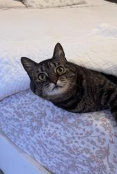 Lost Female Cat last seen 42nd and 82nd, Wedgwood, Seattle, WA 98115