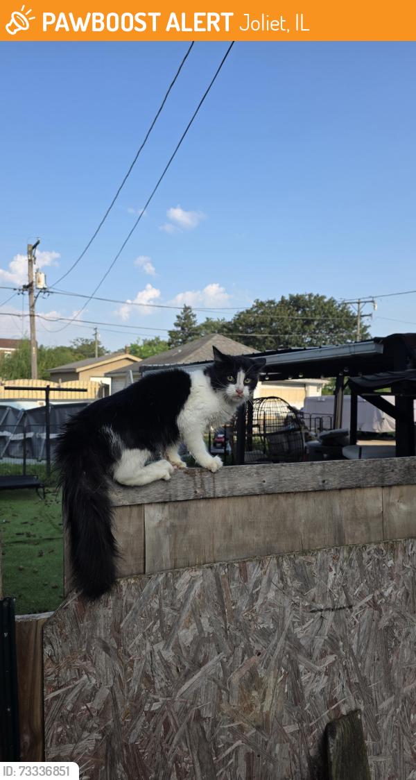 Found/Stray Unknown Cat last seen Ohio St and Landau Ave, Joliet, IL 60432