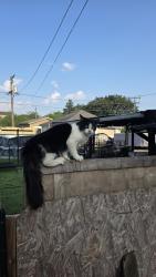 Found/Stray Unknown Cat last seen Ohio St and Landau Ave, Joliet, IL 60432