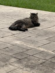 Lost Female Cat last seen Eagle Knolls Ct, Katy, TX 77494