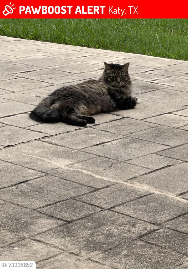 Lost Female Cat last seen Eagle Knolls Ct, Katy, TX 77494