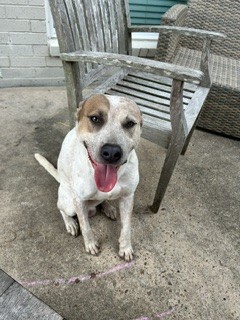 Shelter Stray Male Dog last seen CHAMPION DR, 8311 Freedom Dr, Pearland, TX 77581, USA