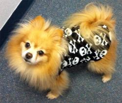 Reunited Male Dog last seen Lombard, Gig Harbor, WA 98335