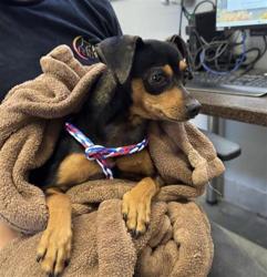 Shelter Stray Male Dog last seen , 600 Aviation Dr, Camarillo, CA 93010, USA