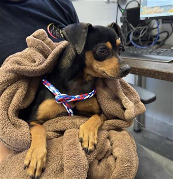 Shelter Stray Male Dog last seen , 600 Aviation Dr, Camarillo, CA 93010, USA
