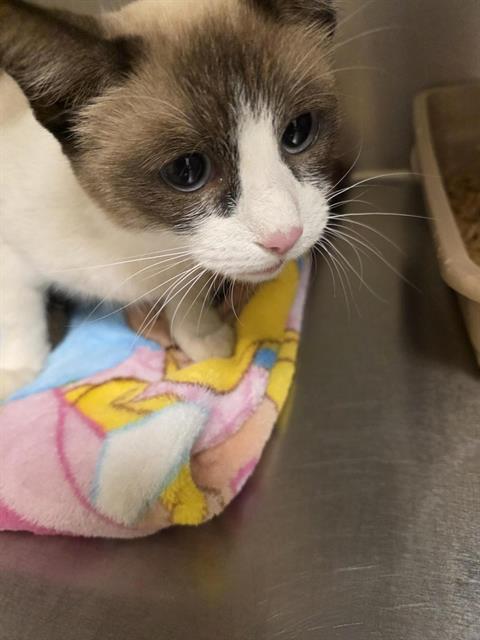 Shelter Stray Female Cat last seen Near BLOCK S BENNION DR, 4522 W 3500 S, West Valley City, UT 84120, USA