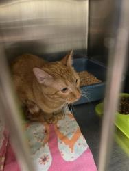 Shelter Stray Male Cat last seen Near BLOCK W TWIN RIVER WAY, 4522 W 3500 S, West Valley City, UT 84120, USA