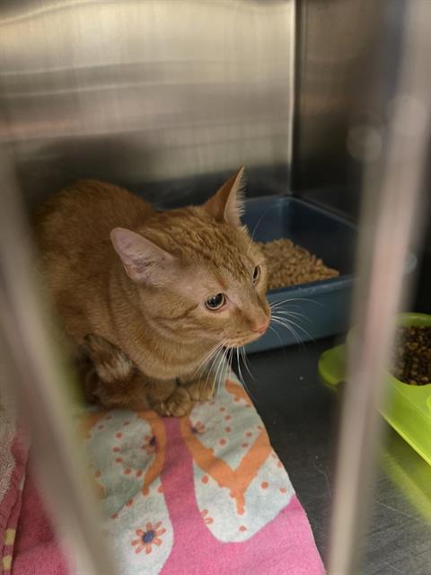 Shelter Stray Male Cat last seen Near BLOCK W TWIN RIVER WAY, 4522 W 3500 S, West Valley City, UT 84120, USA