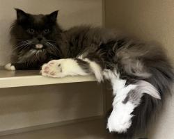 Shelter Stray Male Cat last seen Near BLOCK W BAYAUD AVE, DENVER CO 80223, 1241 W Bayaud Ave, Denver, CO 80223, USA
