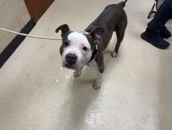 Shelter Stray Male Dog last seen Near BLOCK S 27TH ST, 3839 W Burnham St, West Milwaukee, WI 53215, USA