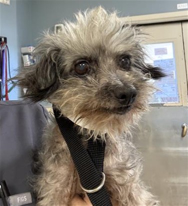 Shelter Stray Female Dog last seen Near BLOCK MISSION BLVD, JURUPA VALLEY, CA 92509, 6851 Van Buren Boulevard, Jurupa Valley, CA 92509, USA