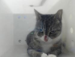 Shelter Stray Female Cat last seen , 4704 Corporation Dr, Fayetteville, NC 28306, USA