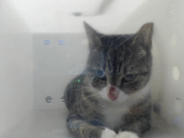 Shelter Stray Female Cat last seen , 4704 Corporation Dr, Fayetteville, NC 28306, USA