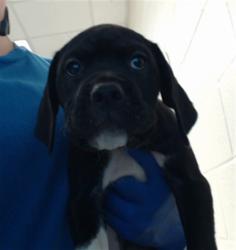 Shelter Stray Male Dog last seen Near BLOCK MAIN ST, HOPE MILLS NC 28348, 4704 Corporation Dr, Fayetteville, NC 28306, USA