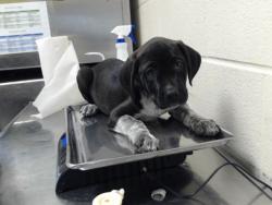Shelter Stray Female Dog last seen Near BLOCK MAIN ST, HOPE MILLS NC 28348, 4704 Corporation Dr, Fayetteville, NC 28306, USA