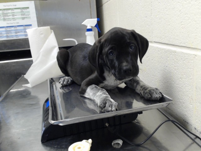 Shelter Stray Female Dog last seen Near BLOCK MAIN ST, HOPE MILLS NC 28348, 4704 Corporation Dr, Fayetteville, NC 28306, USA