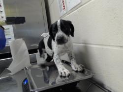 Shelter Stray Male Dog last seen Near BLOCK MAIN ST, HOPE MILLS NC 28348, 4704 Corporation Dr, Fayetteville, NC 28306, USA