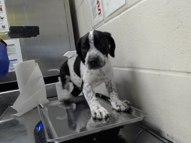 Shelter Stray Male Dog last seen Near BLOCK MAIN ST, HOPE MILLS NC 28348, 4704 Corporation Dr, Fayetteville, NC 28306, USA