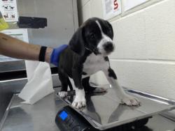 Shelter Stray Male Dog last seen Near BLOCK MAIN ST, HOPE MILLS NC 28348, 4704 Corporation Dr, Fayetteville, NC 28306, USA