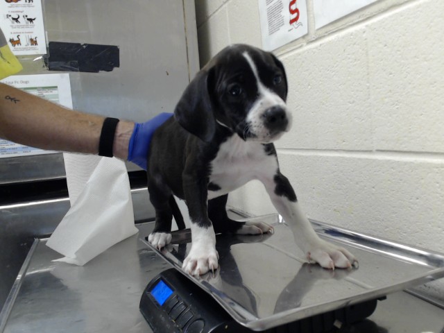 Shelter Stray Male Dog last seen Near BLOCK MAIN ST, HOPE MILLS NC 28348, 4704 Corporation Dr, Fayetteville, NC 28306, USA